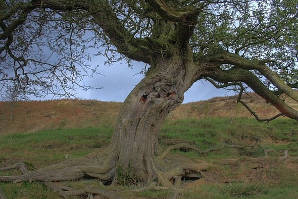 Photo 6"x4" Hawthorn Tree, Great Ayton Moor Hutton Village c2008