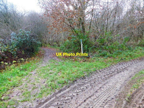 Photo 6"x4" Bridleway to Ellisfield enters wood Ellisfield c2013