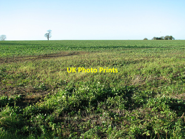Photo 6"x4" Sugar beet crop beside Sandy Lane Moulton St Mary c2013