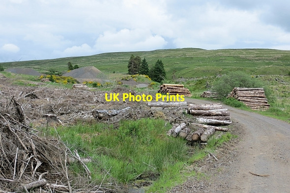 Photo 6"x4" Logging road Kirk o' Muir Cemy c2013
