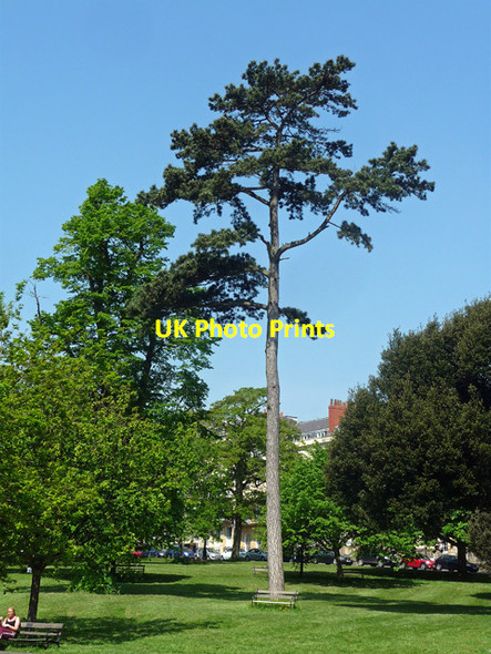 Photo 6"x4" Pine, Clifton Down, Bristol Clifton\/ST5673 c2012
