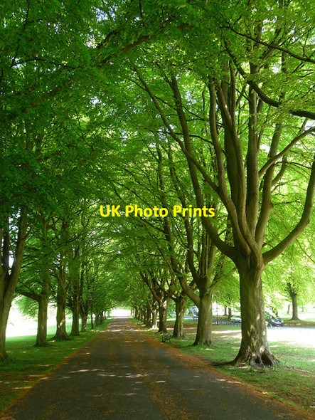 Photo 6"x4" Beeches, Clifton Down, Bristol Clifton\/ST5673 c2012