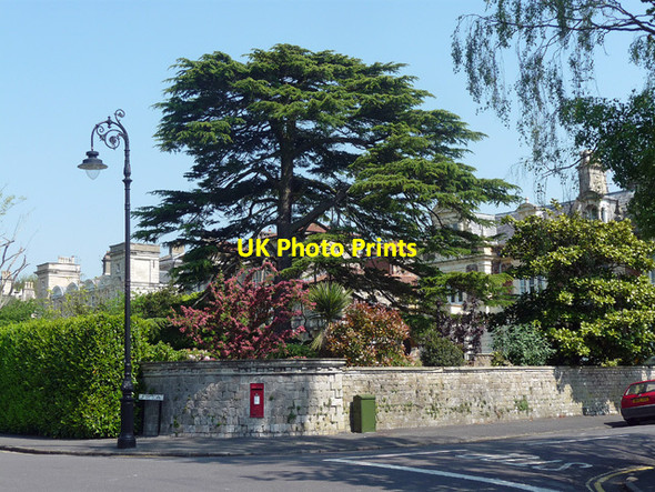 Photo 6"x4" Cedar, Clifton Down, Bristol (2) Clifton\/ST5673 c2012