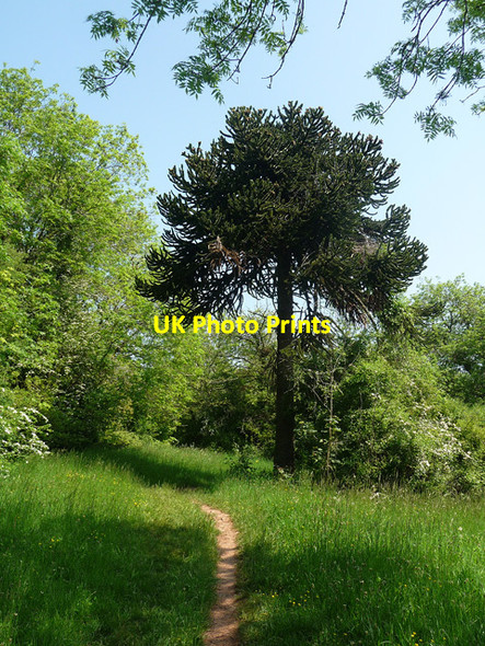 Photo 6"x4" Monkey puzzle, Clifton Down, Bristol Clifton\/ST5673 c2012