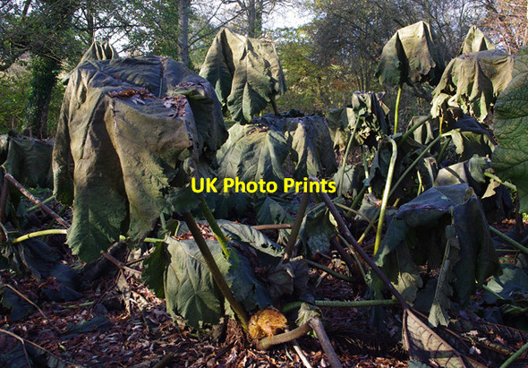 Photo 6"x4" Rhubarb crumbles Ashbank\/TQ8253 c2013