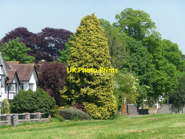 Photo 6"x4" Trees, Saville Road, Bristol Stoke Bishop c2012