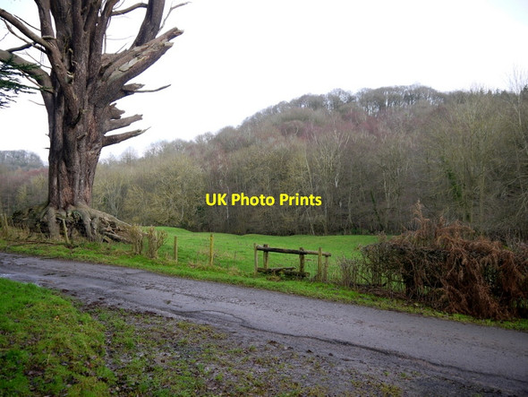 Photo 6"x4" Cedar tree near Wormsley Grange Wormsley\/SO4247 c2013