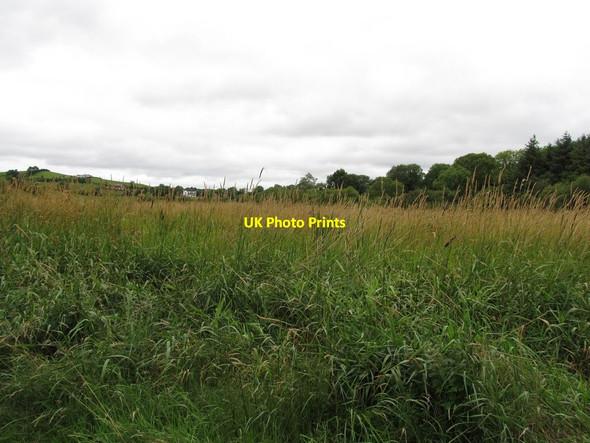 Photo 6"x4" Wetland around Leamgeltan Lough Cootehill c2013