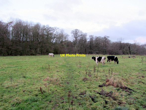 Photo 6"x4" Footpath east of Acorn Bank Newbiggin\/NY6228 c2013