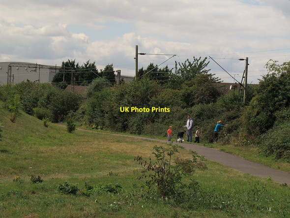 Photo 6"x4" Blackberry picking by the railway Tilbury c2013