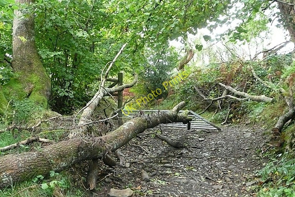 Photo 6"x4" Track at Gethin woodland park Abercanaid c2008