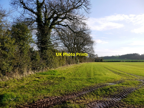 Photo 6"x4" Winter cereal crop Canon Pyon c2013