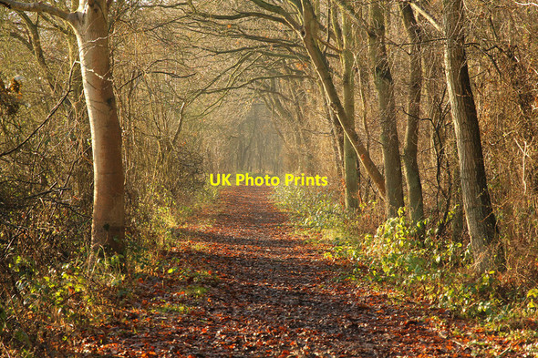 Photo 6"x4" Skellingthorpe Old Wood Doddington\/SK9070 c2013 P1