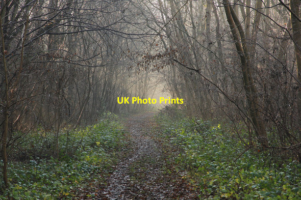 Photo 6"x4" Skellingthorpe Old Wood Doddington\/SK9070 c2013 P2