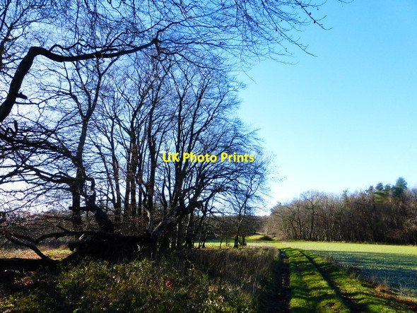 Photo 6"x4" Bridleway north of Heath Hanger looking west Upwaltham c2013