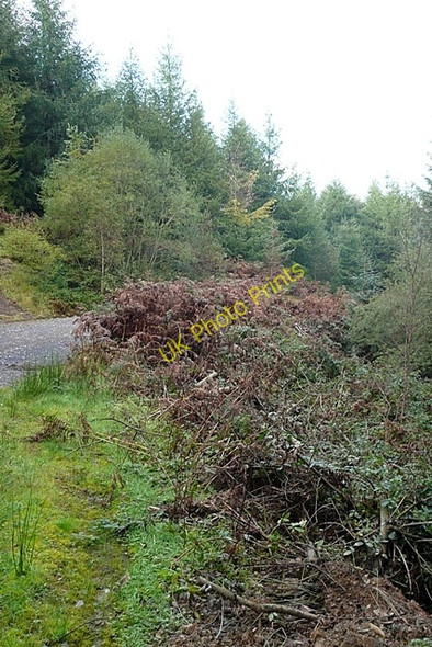 Photo 6"x4" Forest road margin Abercanaid c2008