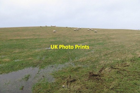 Photo 6"x4" Sheep near Howburn Rosebery c2013