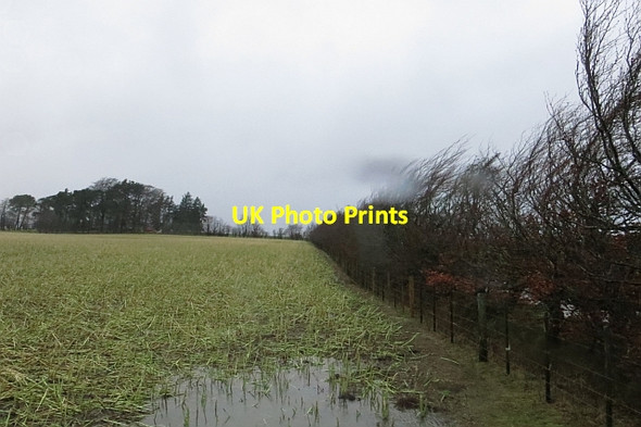 Photo 6"x4" Kale, Toxside Hill Tweeddaleburn\/NT2752 c2013