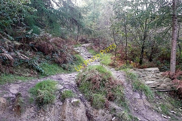 Photo 6"x4" Track into Gethin forest Abercanaid c2008