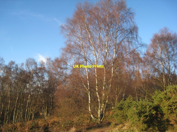 Photo 6"x4" Silver birch, Atkinson's Warren Scunthorpe c2013