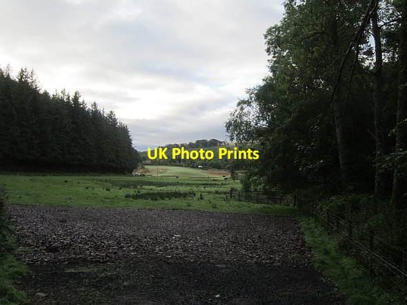 Photo 6"x4" Narrow field, Ellemford Lodge Wood\/NT7358 c2013