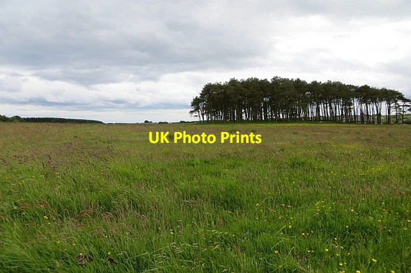 Photo 6"x4" Silage crop Duff's Hill c2013