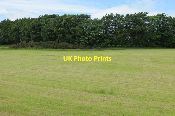 Photo 6"x4" After harvesting silage Charlestown\/NJ9300 c2013