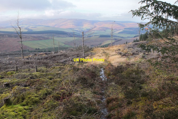 Photo 6"x4" The Clattering Path crossing clear-felled area Rigg c2013