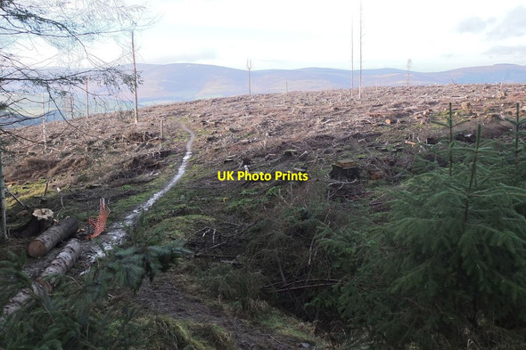 Photo 6"x4" Clattering Path and clear-felled area Rigg c2013