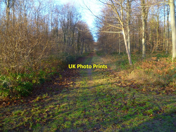Photo 6"x4" Track in Eartham Wood Upwaltham c2013