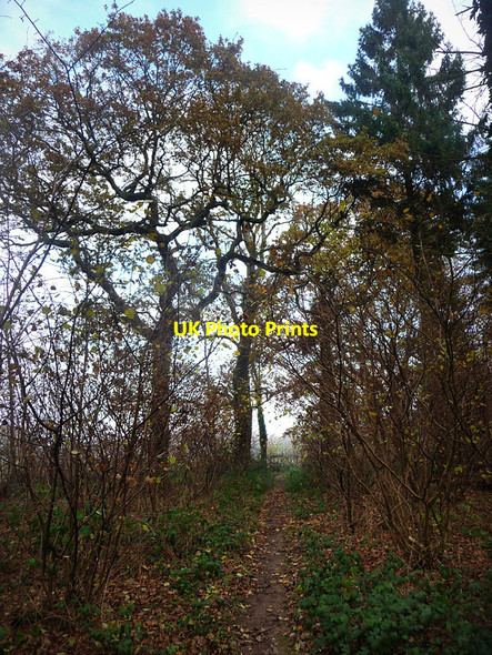 Photo 6"x4" Stansted Forest Forestside c2013