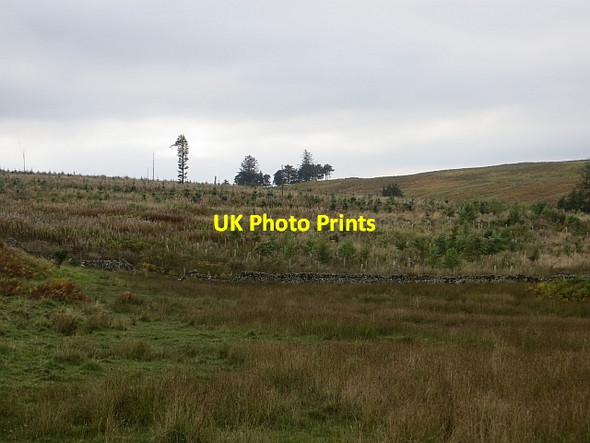 Photo 6"x4" Replanted woodland Wollrig c2013