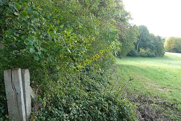 Photo 6"x4" Leaving Mongewell Woods Well Place c2008