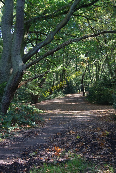 Photo 6"x4" Hampstead Heath Hampstead\/TQ2685 c2008