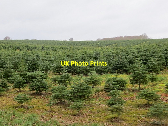 Photo 6"x4" Christmas tree plantation Old Belses c2013