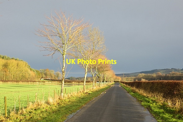 Photo 6"x4" Tree lined road, Teviothaugh Denholm\/NT5618 c2013