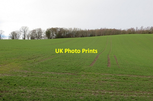 Photo 6"x4" Winter cereals, Deanfoot Minto c2013