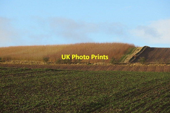 Photo 6"x4" Willow crop, Barnhills Newton\/NT6020 c2013