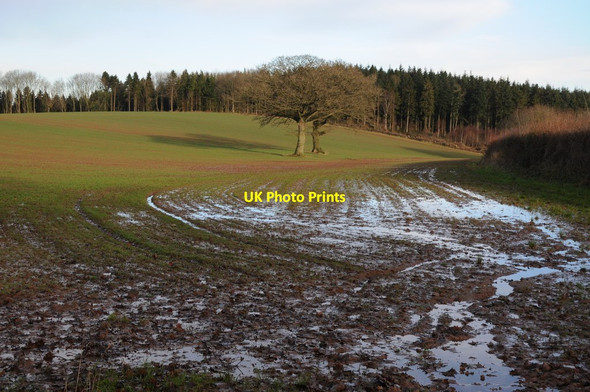 Photo 6"x4" A pair of oak trees in an arable field Newtown\/SO5333 c2013