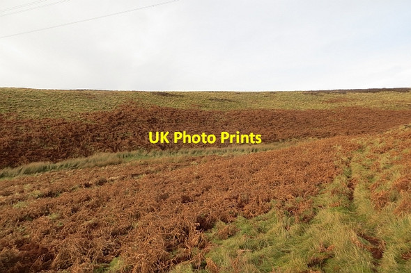 Photo 6"x4" Bracken, Lammermuir Hills Johnscleugh c2014