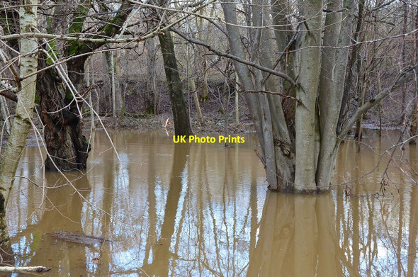 Photo 6"x4" Trees in water, Peebles Peebles\/NT2540 c2013