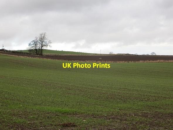 Photo 6"x4" Winter cereals, Demperston Auchtermuchty c2014