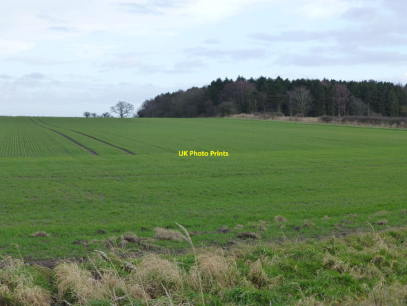 Photo 6"x4" Tilery Wood Eshott c2014