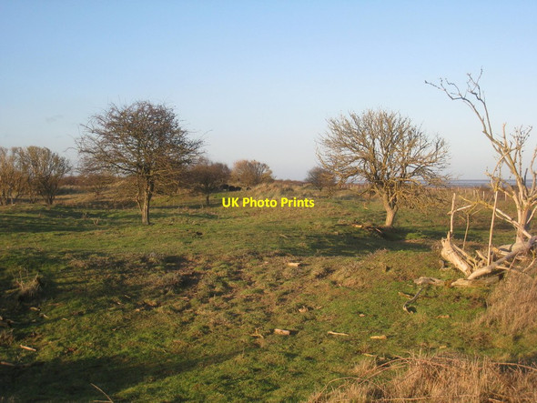 Photo 6"x4" Grazing in the dunes Donna Nook c2014