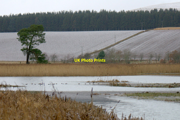 Photo 6"x4" View from the Gullery Hide at Loch of Kinnordy Kirkton of Kingoldrum c2013