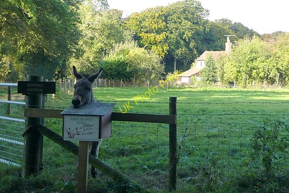 Photo 6"x4" Donkey at Keepers Cottage near Berinshill Wood Well Place c2008
