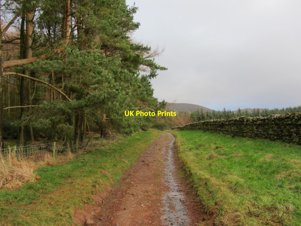 Photo 6"x4" Junction of track to Melmerby Fell at Bale Hill Wood Melmerby\/NY6137 c2014