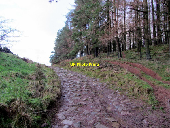 Photo 6"x4" Track west of Melmerby Beck Melmerby\/NY6137 c2014