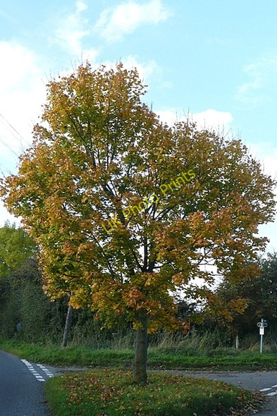 Photo 6"x4" Oak tree at Tidmore Lane Exlade Street c2008