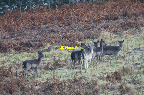 Photo 6"x4" Fallow Deer (Dama dama), Hatton, near Dunkeld Dunkeld c2013